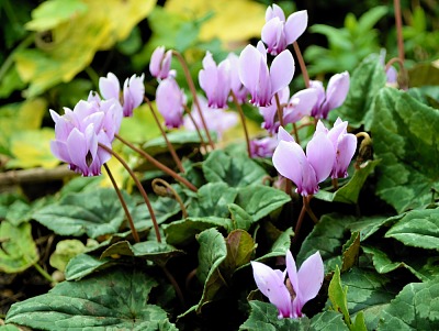 autumn cyclamen 400.jpg