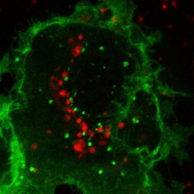 Credit and copyright: Pirjo M. Apaja, Haijin Xu, Gergely L. Lukacs