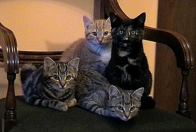 the kittens.jpg