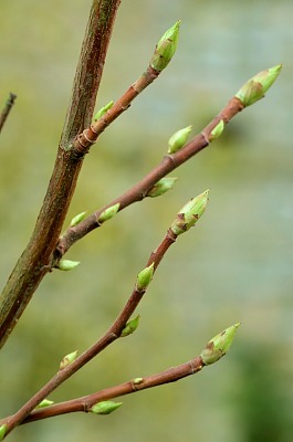 buds fattening 400.jpg