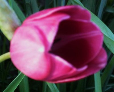 tulip 006.jpg