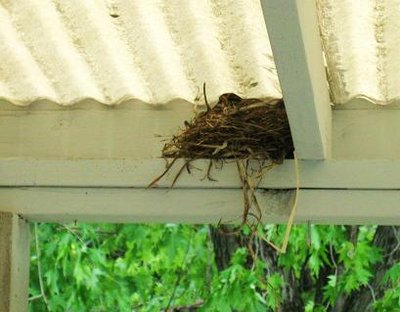 robin nest 001.jpg