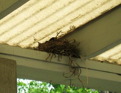 robin nest 002.jpg