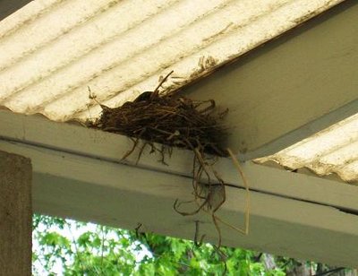 robin nest 003.jpg