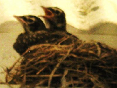 baby Birds 2.jpg