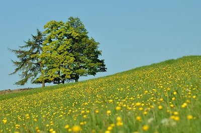 blue sky and buttercups 500x331.jpg