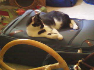 That was his new throne for the next week! He loved my suitcase lol