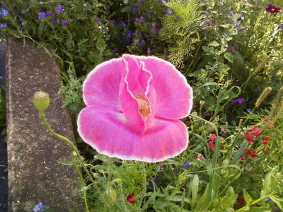 papaver rhoeas - corn poppy