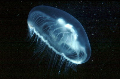 A Moon Jellyfish swimming in the Monterey Bay Aquarium
