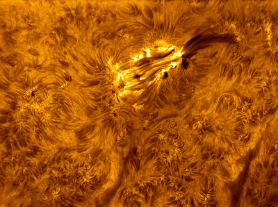 Dramatic AR1620 Surge filament captured on Nov. 25th.  Imaged with Astro-Physics 152mm F8 and DayStar Quantum PE .5 Angstrom Filter.  3000mm EFL