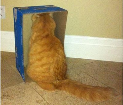 cat and box (credit vips)
