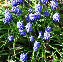 flowers 002 Grape Hyacinth.jpg