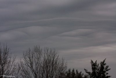 Undulatus asperatus