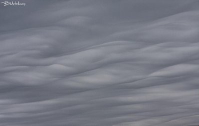 Undulatus asperatus  3