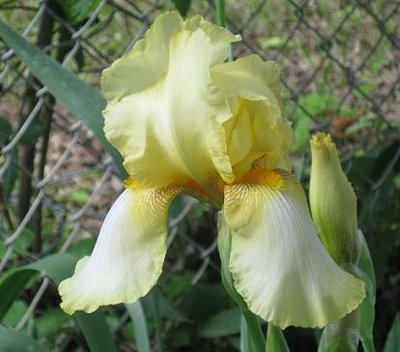 Iris 003.jpg