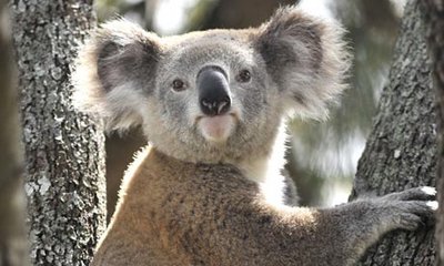 A Koala.jpg