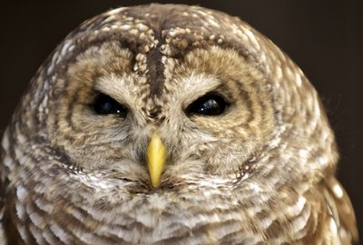 barred-owl-thinkstock-152130016-617x416.jpg