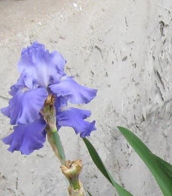 iris #2.jpg