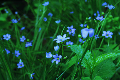 blue_wildflowers.jpg