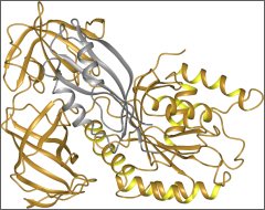 This image shows the structure of a translation elongation factor protein from yeast (in yellow). The new research shows that proteins capable of being used by life may not be limited to those currently known in nature. Image Credit: Robert Wood Johnson Medical School