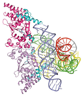 The crystal structure of an RNA molecule bound to a protein. Proteins are essential for many cellular functions in living organisms. Image Credit: Barbara Golden, Purdue University Department of Biochemistry