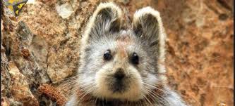 Ili Pika.jpg