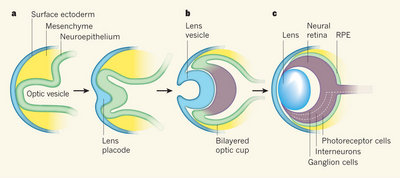 Embryogenesis of eye.jpg