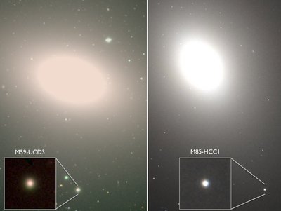 Two ultra-dense galaxies (insets) have been discovered orbiting larger host <br />galaxies. The compact systems are thought to be the remnants of once <br />normal galaxies that were swallowed by the host, a process that removed <br />the fluffy outer parts of the systems, leaving the dense centers behind. <br />Credit: A. Romanowsky (SJSU), Subaru, Hubble Legacy Archive
