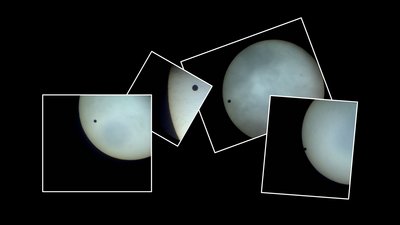 transvenus_2004.jpg