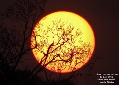 tree branches and sun 17 sept 2016  3_small.jpg