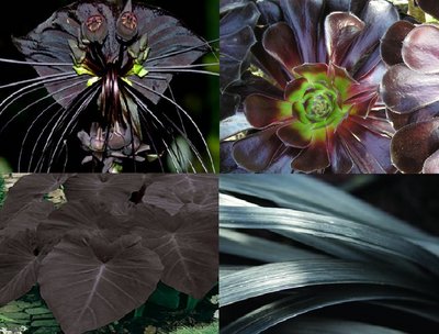 Terrestrial examples of a dark plants (and flowers). <br />Credit: J O'Malley-James