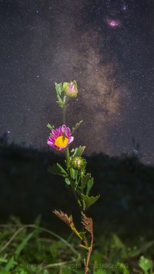 Flowers on the earth and the galaxy milkway_small.jpg