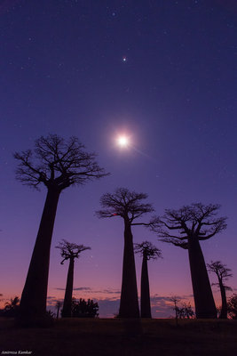 Madagascar3_Baobab_Moon_Jupiter_Mercury_Twilight.jpg