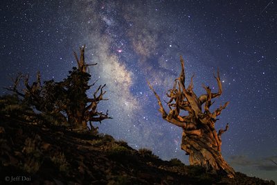 Ancient Tree and Ancient Galaxy1_small.jpg