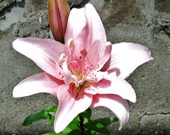 Pink Lily