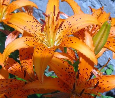 tiger lily