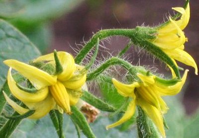 beef stake tomato flower