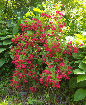 Weigela