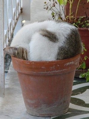 securedownload-potted cat.jpg