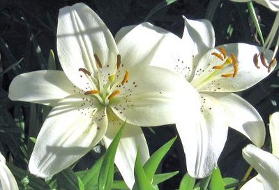 white lily