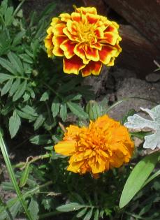 marigold