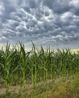 Mammatus cloud 1