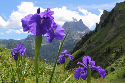 1280px-Iris_latifolia-Lac_Aule-Laruns-2522~2013_07_29.JPG