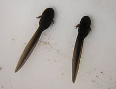 220px-Tadpoles_10_days.jpg