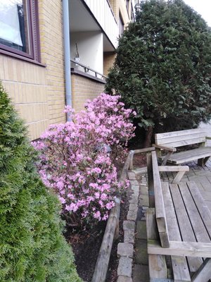 Azalea in bloom.jpg