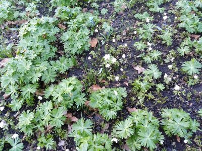 wood anemone March 7 2020.jpg