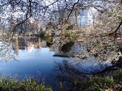 The pond seen through the branches of the cherry tree.jpg