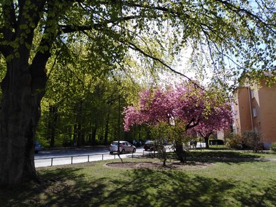 Pink cherry tree and new beech leaves just outside my house.jpg