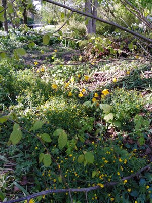 Blommor på våren i Slottsparken.jpg