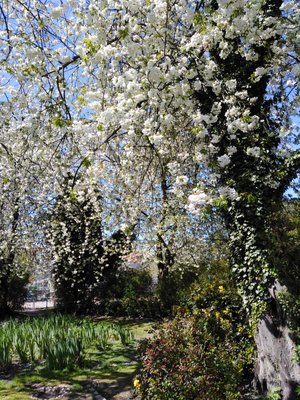 Vit körsbärsblom i Rönneholmsparken.jpg